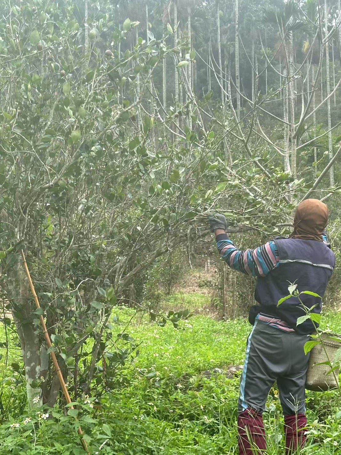 2025年11月由威加提供給永豐餘確認阿里山採收苦茶油籽狀況。