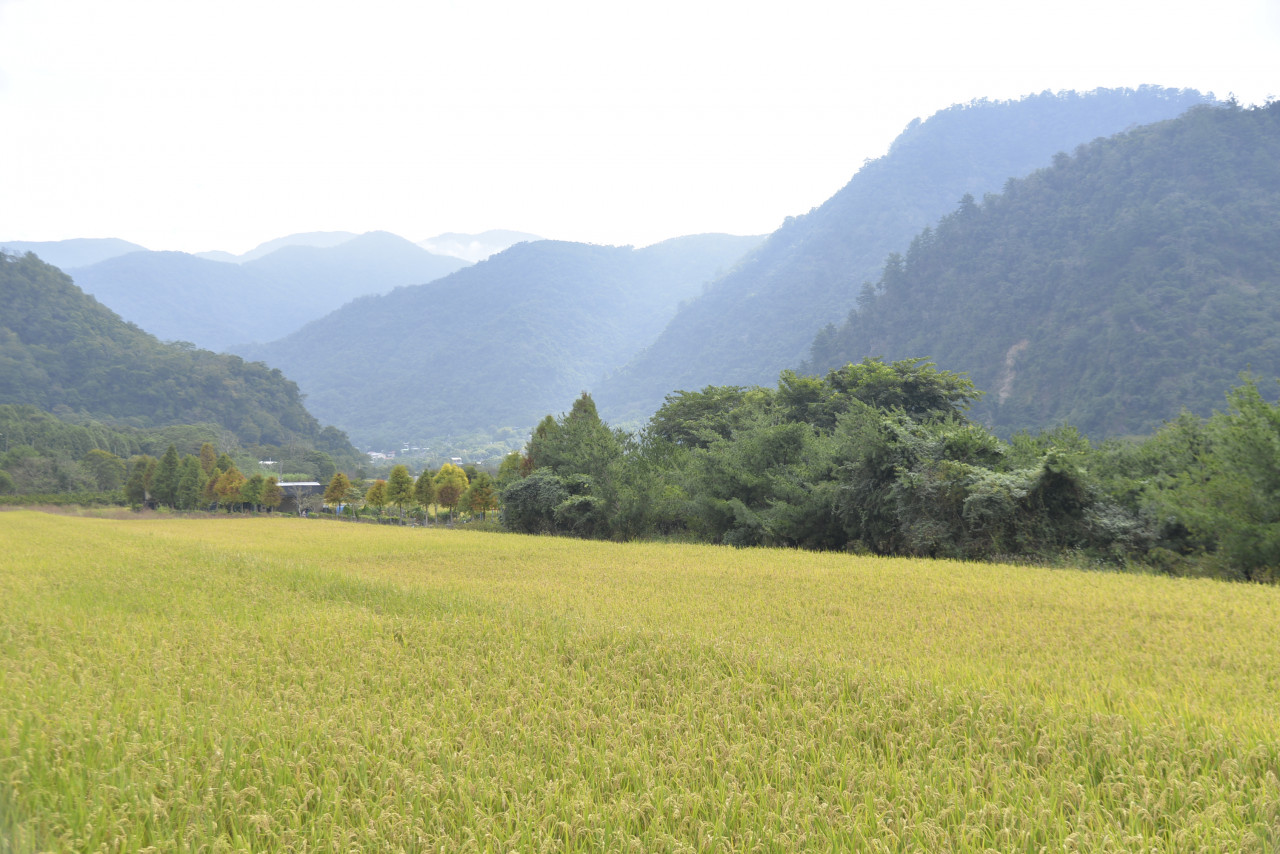 群山環繞的稻田海，宛如人間仙境。