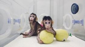 複製人近了？中國科學家成功複製兩隻猴子