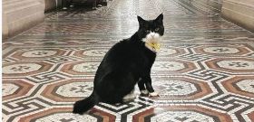 太胖導致工作效率低 英外交部捕鼠官被禁止餵食