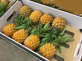 水果價崩 楊宇帆：不要再喊什麼全民吃香蕉鳳梨