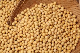 貿易戰第一張倒下骨牌、陸「黃豆王」宣告破產