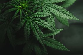 市場狂追大麻股 也有人認為「這實在是太荒謬了」