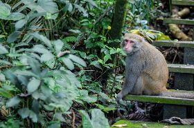縫了十幾針！屏東男在家午睡 竟被猴子闖入「啃頭皮」