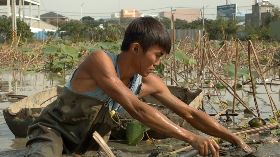 「我不怕苦 只怕賺不到錢」 8年級藕農說出務農心情