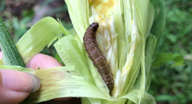 全民揪秋行軍蟲！發現1例給1萬 4通報方法報你知