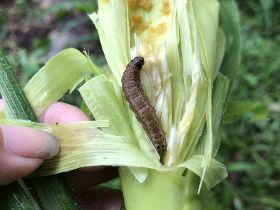 找到秋行軍蟲天敵 「赤眼卵蜂」 能讓牠們孵不出來