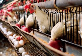 大成、卜蜂積極切入養雞產業上下游 業績貢獻小  為何食品大廠搶併蛋農？