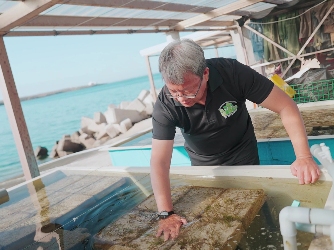 它不只是藍碳重要指標 花1年復育海草，消失的魚群也跟著回來了！
