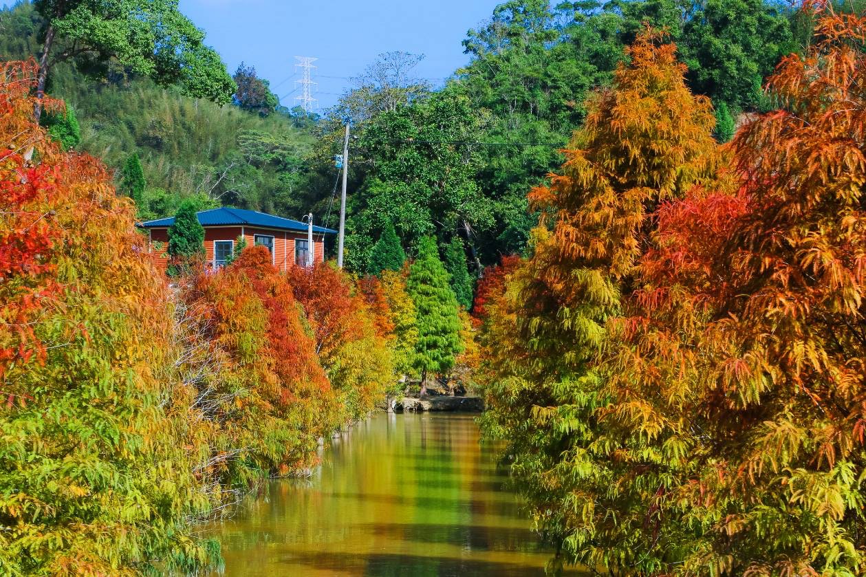 精選熱文》哥44歲罹癌驟逝，他不願留憾60歲裸退！組樂團、打造落羽松莊園 ：竹科賺億萬都沒有追夢快樂