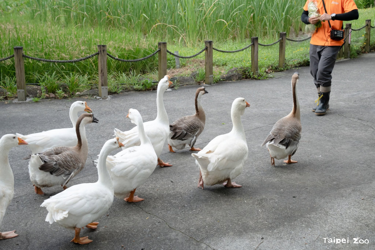 木柵動物園