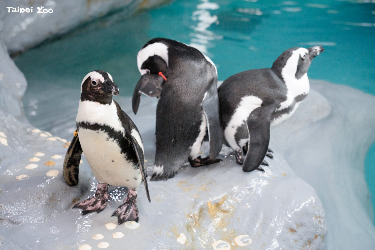 木柵動物園企鵝館