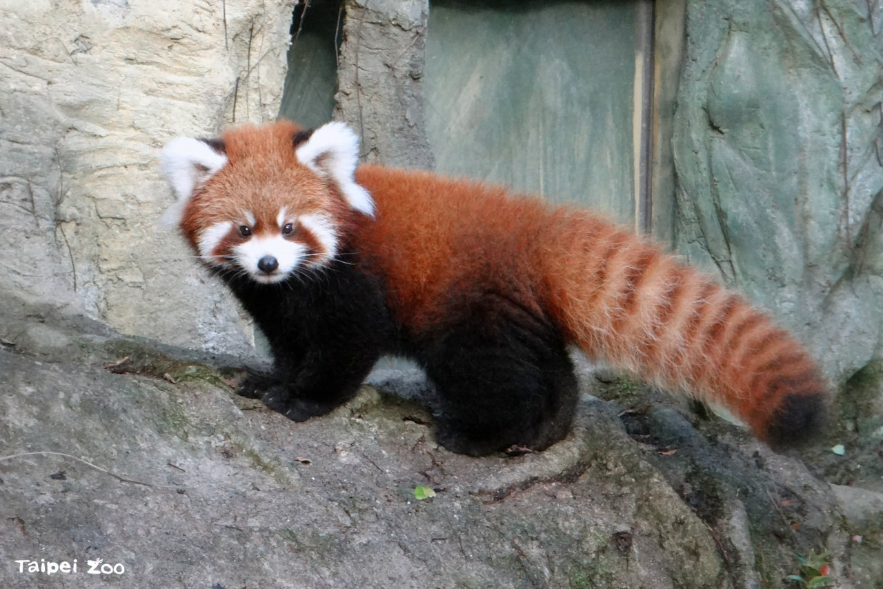 2026木柵動物園夜間開放資訊
