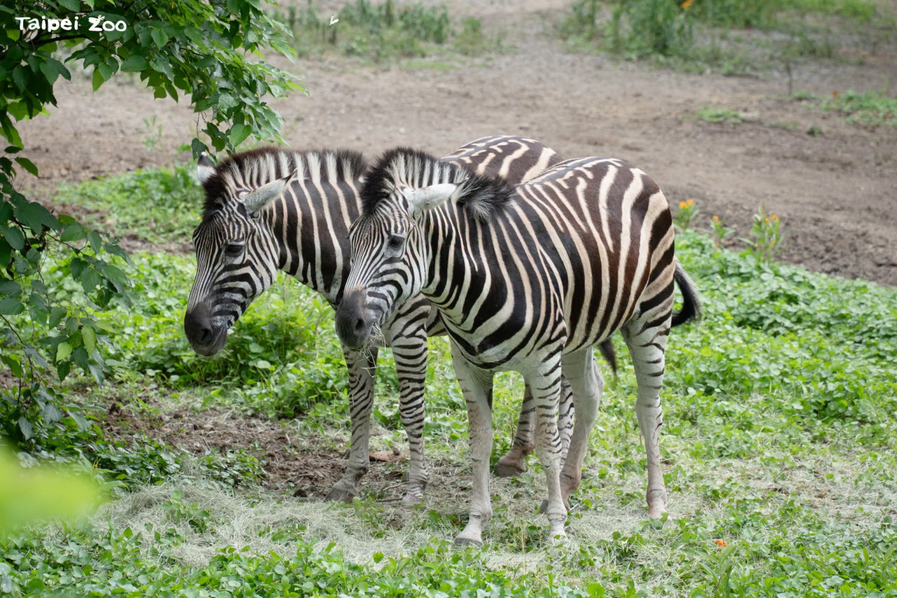 zebra 斑馬