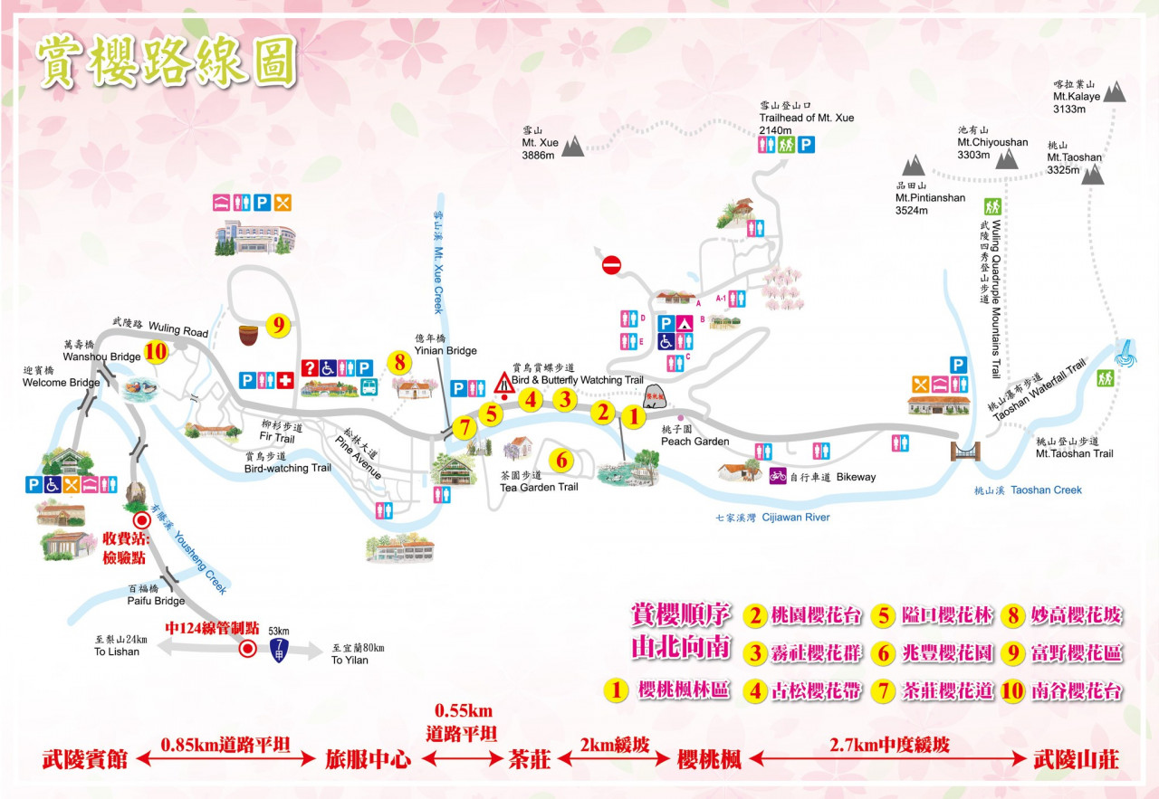 武陵農場,櫻花,賞櫻