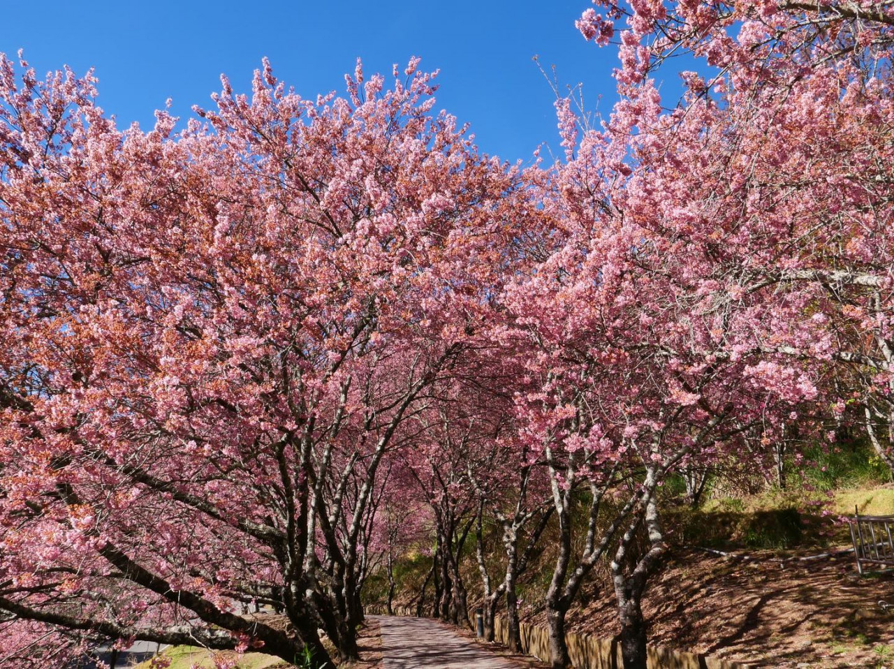 武陵農場,櫻花,賞櫻