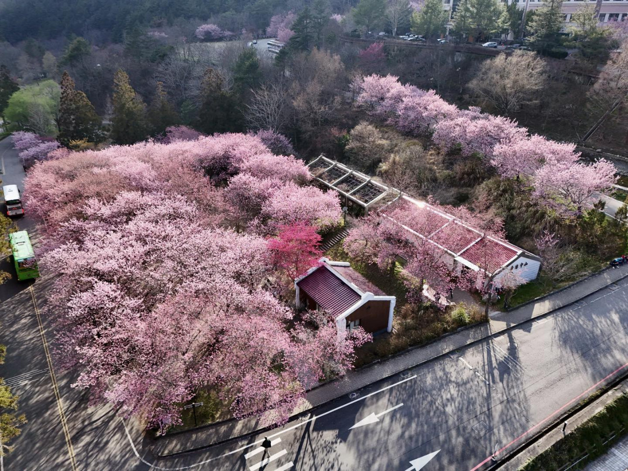 武陵農場,櫻花,賞櫻