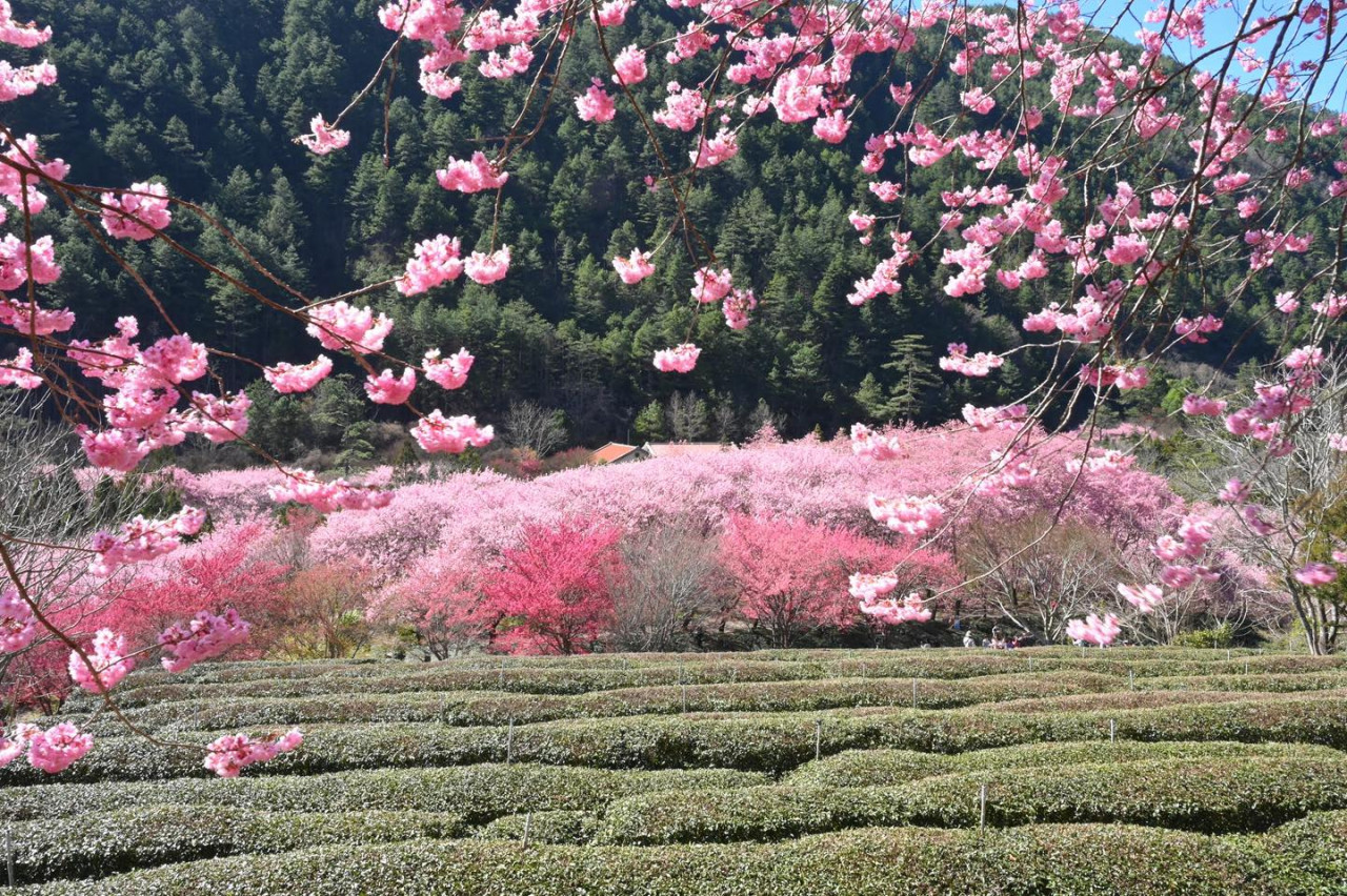 武陵農場,櫻花,賞櫻