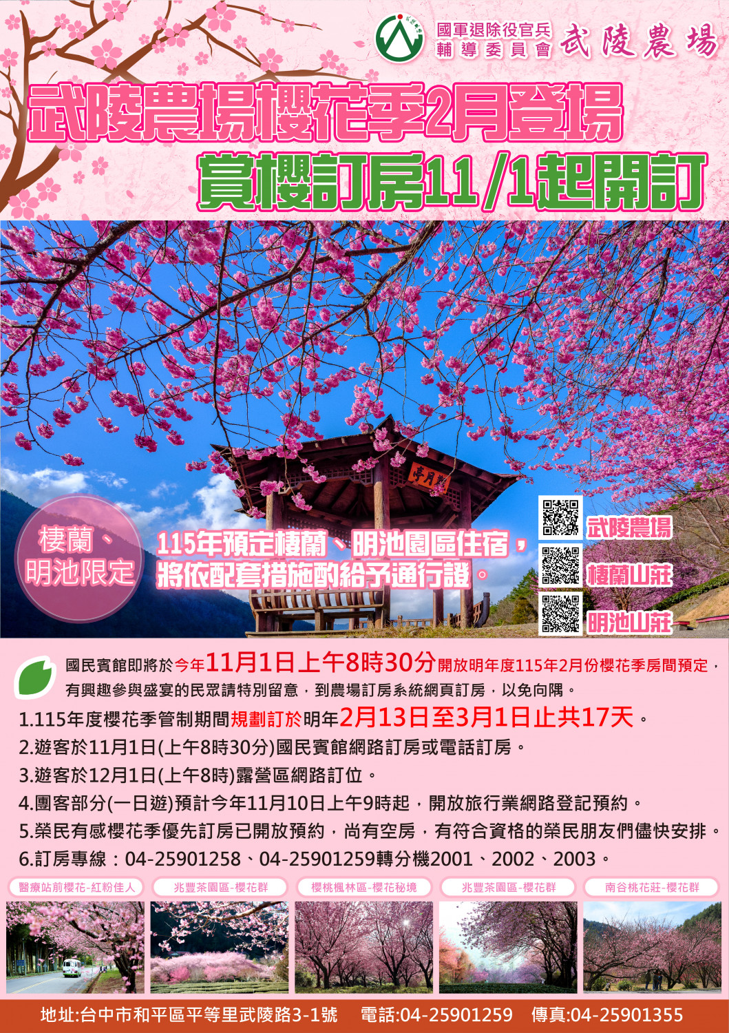 武陵農場,櫻花,賞櫻