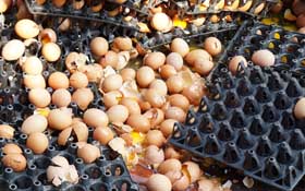 不良蛋商販賣黑心蛋6年 孔雀捲心餅中標