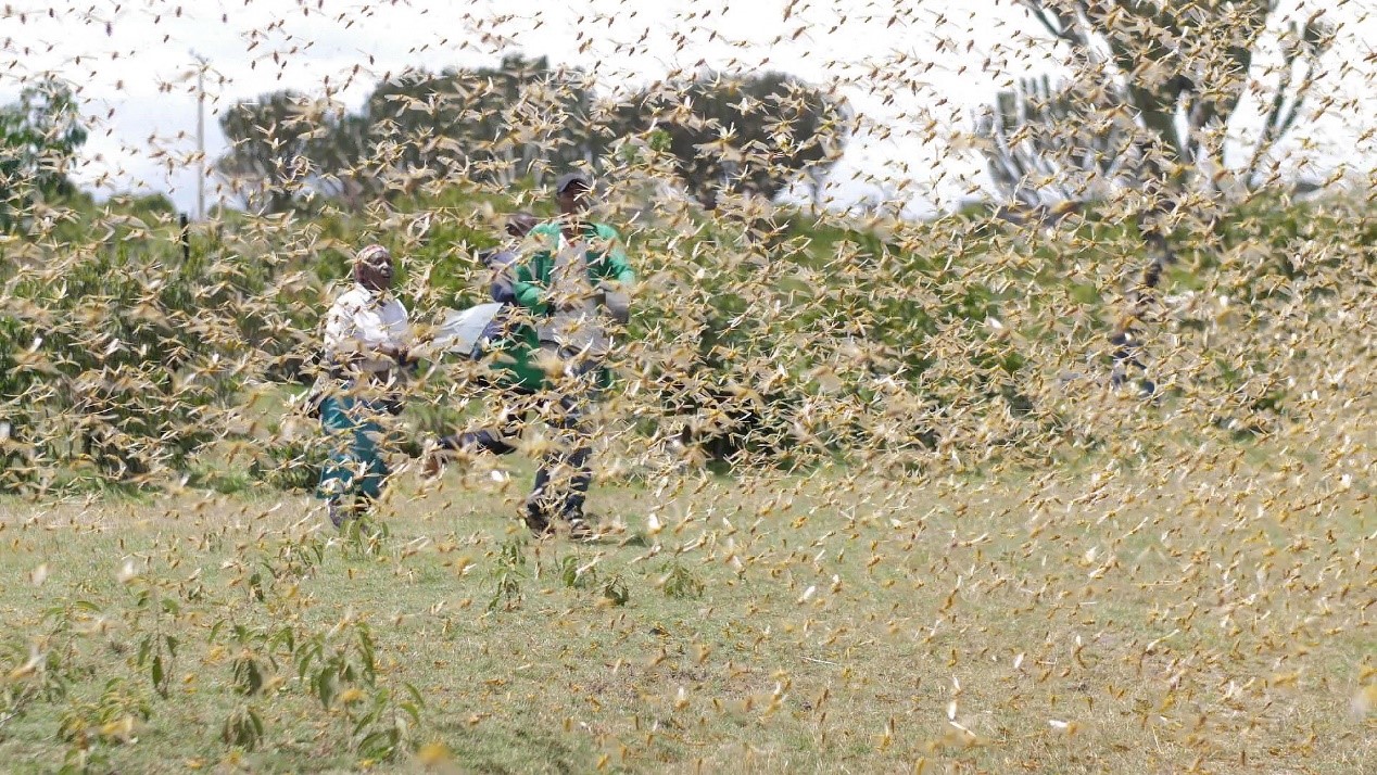 蝗蟲鋪天蓋地，東非20年來最大蝗災恐快速失控！展望會呼籲脆弱國家亟需人道救援