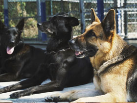 聯合國認證搜救犬亞洲僅9隻！7隻來自台灣！