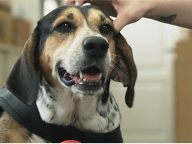 守護台灣千億豬肉產業　護國神犬力抗豬瘟：不讓滷肉飯消失