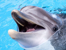 台灣鯨豚種類世界第一　保育迫在眉睫