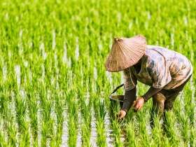 1萬元補助款5月15日前直接入帳　 99萬名農民免排隊申請