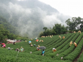 新北茶王出爐 透露百萬冠軍茶的秘訣