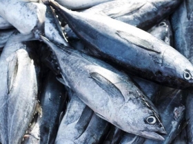 「新東陽魚鬆」被港驗出汞超標　食藥署緊急追查源頭檢驗