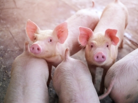 瘦肉精業配文被罵翻　科學人急下架、道歉　農委會再澄清：此投放廣告是期刊主動邀約