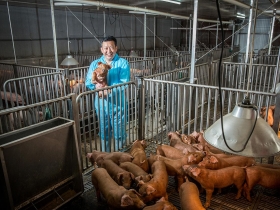 豬的基因上雲端