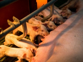 萊豬進口沒在怕》「你吃的豬每3頭有1頭出自這裡」，台灣種豬大王竟是這位53歲宜蘭大叔