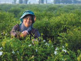 萬朵精萃、滴滴純淨　花中之王與后香伴　非你茉屬的珍瑰呵護