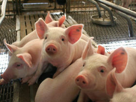 女醫師嫁給養豬戶，被質疑「社會地位不搭」...養豬7天賺贏醫師年薪，豬農徹底碾壓醫師的3個理由