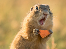 存股助理第38期｜存股池追蹤，哪些公司6月營收令人跌破眼鏡？