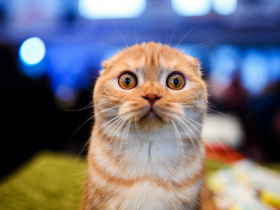 存股助理第50期｜第2季財報的驚嚇與驚喜