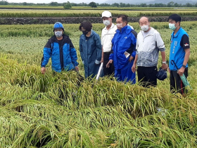 圓規颱風過境 饒慶鈴前往縱谷地區關心農民視察農損情形 指示農業處爭取災害補助