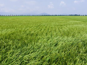 存股助理第108期︱大成，堅定擴大投資，臥薪嘗膽等待風起