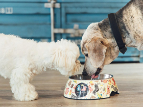 飼料、罐罐不夠！月見雞肉丸、嫩雞腿炒飯　毛孩鮮食這樣吃更營養