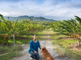 臺東利吉 荒無惡地產甜美果物 海洋礦物讓農產更有味