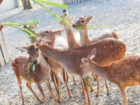 「友善動物」不光喊口號 三美男「愛與科學」護育梅花鹿