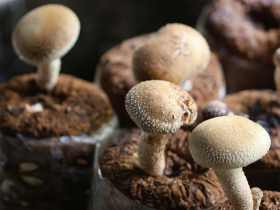 天涼唯一的答案 珍味蕈菇