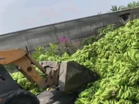 「買涼水都不夠」…香蕉產地收購每公斤剩8元！政府出面收去餵豬，蕉農心淌血急載交貨換現金