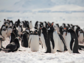 到南極數企鵝能賺錢？6千人沒水沒網路也願意！這些工作超奇葩，他靠「聞腋下」一年賺超過6千萬