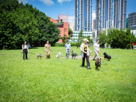 為人與犬療傷，台灣心輔犬盼浪愛永續