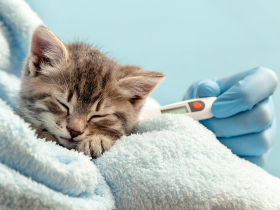 投資新寵  默克、碩騰、IDEXX……都是核心持股 從三檔基金押寶 看懂寵物商機最火燙熱點  