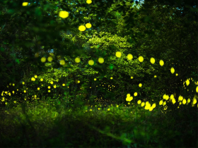 尋覓黑夜中的點點螢光　春之微旅賞螢趣