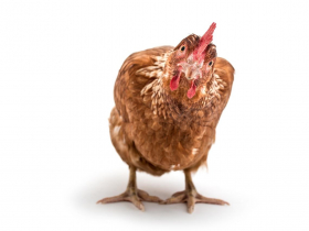 學生父母送我兩隻雞